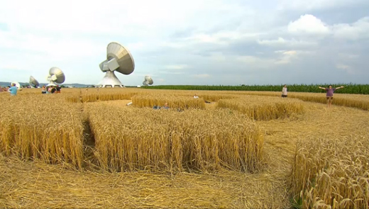 wheat field-vi...